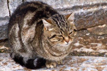 Rovine dell'antica città di Efeso, Turchia