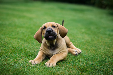 Fototapeta premium Adorable Fila Brasileiro puppy portrait