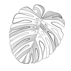 Abstract tropical monstera  leaf. Vector Illustration © olegganko