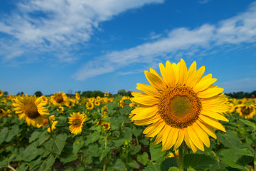 Summer day, sunflower in middle of field