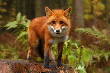 Naklejka na ściany i meble Fox in the autumn forest.