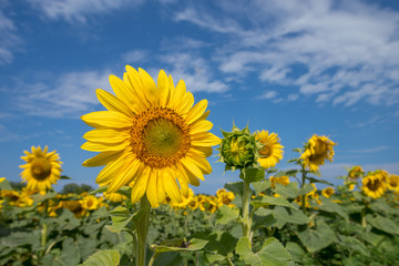 Sunflower in field with blue sky