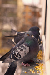 hungry wild pigeon pecks grains on the windowsill. Help the birds in the winter. Enviroment protection