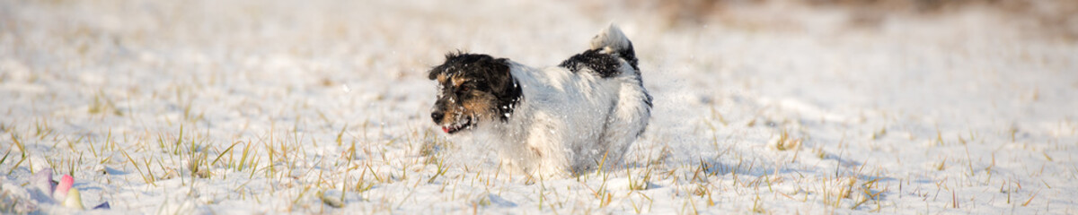 Jack Russell Terrier dog is running in a winter snowy meadow