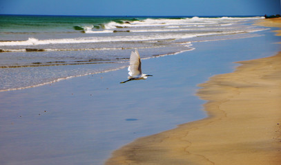 A white bird glying away from the ocean after hunting, travel concept, freedom concept, wildlife, beautiful sea