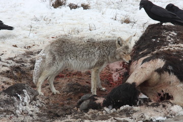Coyote Canis latrans eating elk carcass Yellowstone National Park Wyoming 