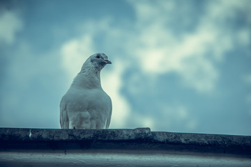 Close up view of white pigeon standing on a building roof,blurred blue sky in the background., Autumn in England.