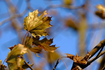 Dry leaves on a tree in windy day.