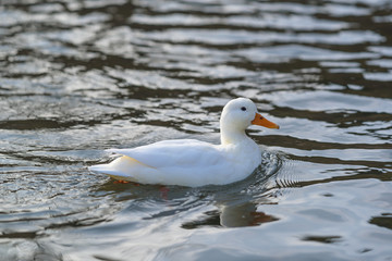 White duck swimming in a river