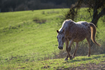 White horse with spotted coat walking at the green field