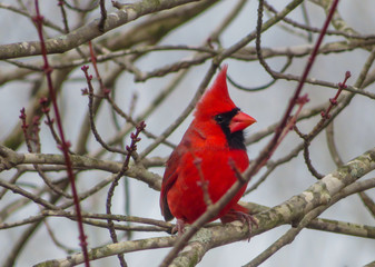 cardinal on a branch