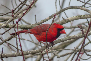 red cardinal in a tree
