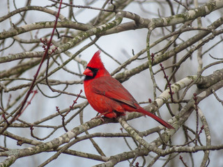cardinal on a branch