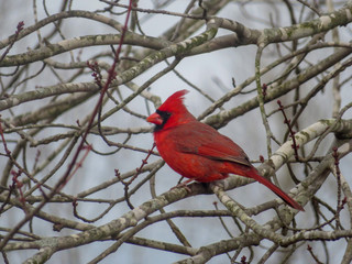 northern cardinal on a branch