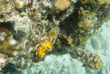 Fototapeta premium nudibranch invertebrate close up