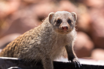 Banded mangoose in Namibia