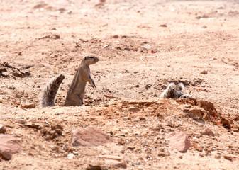 Cape ground squirrel in Namibia