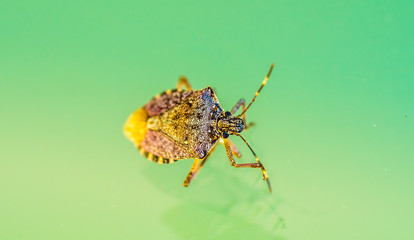 Macro shot of a strange species of tick on the shores of the upper lake Zurich, Switzerland. With warmer weather the variety of insects in these latitudes and altitudes seem to increase