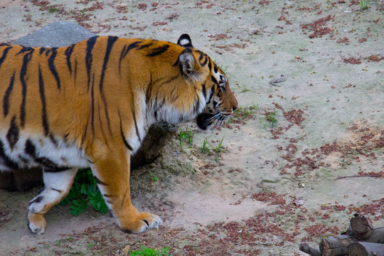 Tiger walking 