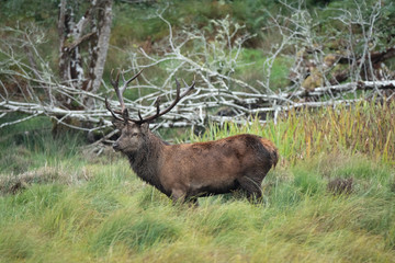Red deer sightings during the annuall fall rut, including stag battles and the ever present ghost like sounds of the rut, Killarney National Park, County Kerry, Ireland.