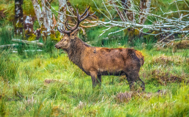 Red deer sightings during the annuall fall rut, including stag battles and the ever present ghost like sounds of the rut, Killarney National Park, County Kerry, Ireland.
