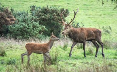 Red deer sightings during the annuall fall rut, including stag battles and the ever present ghost like sounds of the rut, Killarney National Park, County Kerry, Ireland.
