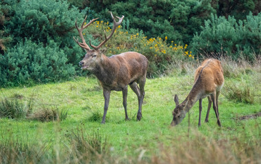 Naklejka na ściany i meble Red deer sightings during the annuall fall rut, including stag battles and the ever present ghost like sounds of the rut, Killarney National Park, County Kerry, Ireland.