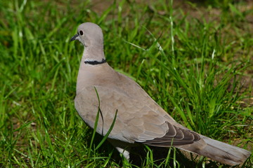 Dove on green grass