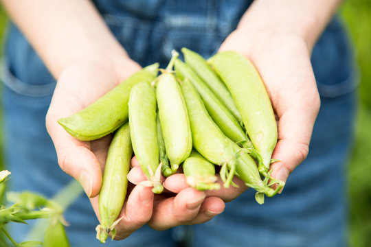 Girl Holding Fresh Peas