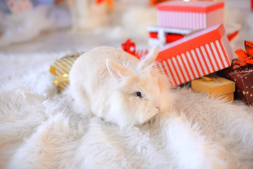 Rabbit in red santa hats, Holiday Christmas background