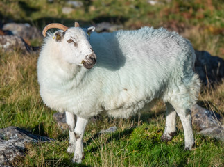 Irish sheep in the spectacular scenery along the Ring of Beara, relatively unexplored and less known to tourists than the Ring of Kerry. Ireland