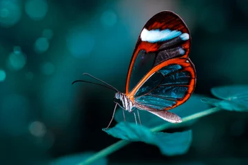 Fototapeten Schöner Schmetterling, der auf Blume in einem Sommergarten sitzt © blackdiamond67