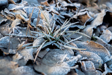 Closeup detail of frost and crisp dried leaves and grass on the ground covered with cold frosted hoar frost in natural winter morning light - Concept of nordic freezing low temperature wintertime with