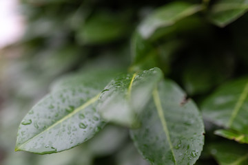 Wet leaf