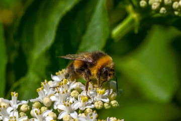 Bee macro in green nature - Stock Image