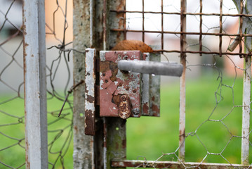 old rusty gate
