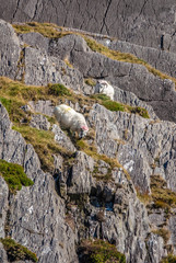 Irish sheep in the spectacular scenery along the Ring of Beara, relatively unexplored and less known to tourists than the Ring of Kerry. Ireland