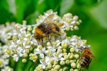 Bee macro in green nature - Stock Image