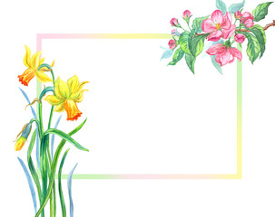 Frame with narcissus and red apple flowers, watercolor illustration, spring background, greeting card, banner, etc.