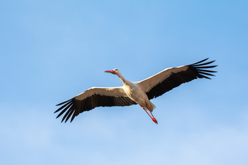 White stork in flight, Alfaro in La Rioja, Spain © Noradoa