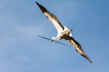 White stork in flight with a branch in the beak, Alfaro in La Rioja, Spain