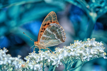 Fototapeta na wymiar Beautiful butterfly sitting on flower in a summer garden