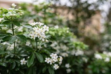 Fiolage and flowers