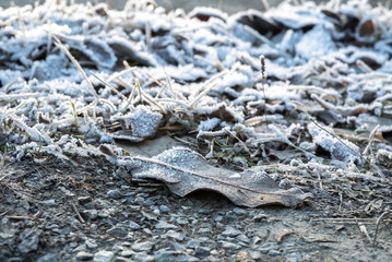 Frozen iced leaf and grass on the ground covered in hoar frost a cold early nordic winter morning at sunrise - Concept of freezing temperature with seasonal rime wintertime