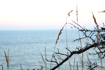Bäume nahe der Ostsee Küste und Strand in Warnemünde nahe Rostock