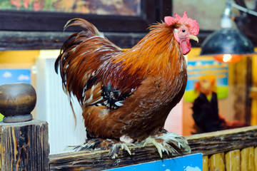  A beautiful red rooster sits on the fence of the pen,  animals in the contact zoo, helps urban children learn about the lives of domestic and wild animals