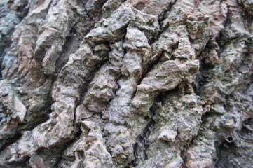 Baumrinde und Alte Bäume im dunklen Wald als Struktur oder Naturhintergrund