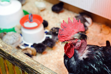 Beautiful black cock in the pen with chickens, animals in the contact zoo, helps urban children...