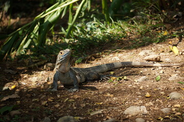 lizard on the ground