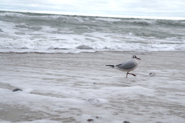 Möwe am Strand mit Wellen und Sand an der Ostsee nahe Warnemünde